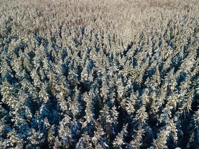 Framed Print : photo from a flying drone, a small planet and a winter landscape, pines and spruces are covered with snow Framed Print : photo from a flying drone, a small planet and a winter landscape, pines and spruces are covered with snow