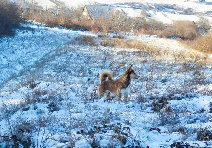 Framed Print : photo of hasky in snow Framed Print : photo of hasky in snow