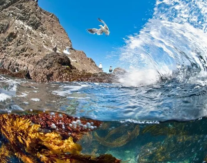 Framed Print : Below and above photo of kelp and gulls in Anacapa, Channel Islands, California, America, Usa Framed Print : Below and above photo of kelp and gulls in Anacapa, Channel Islands, California, America, Usa