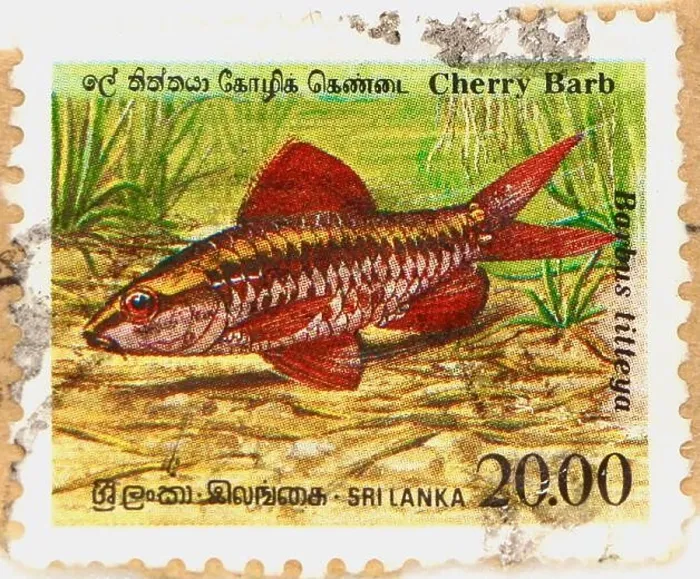 Framed Print : Photo of a Sri Lankan postage stamp with an image of a Cherry Barb fish Barbus titteya 1990 Framed Print : Photo of a Sri Lankan postage stamp with an image of a Cherry Barb fish Barbus titteya 1990