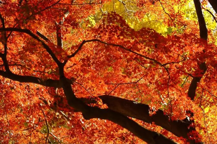 Framed Print : A photograph of a forest canopy colored with autumn leaves as a background material Framed Print : A photograph of a forest canopy colored with autumn leaves as a background material