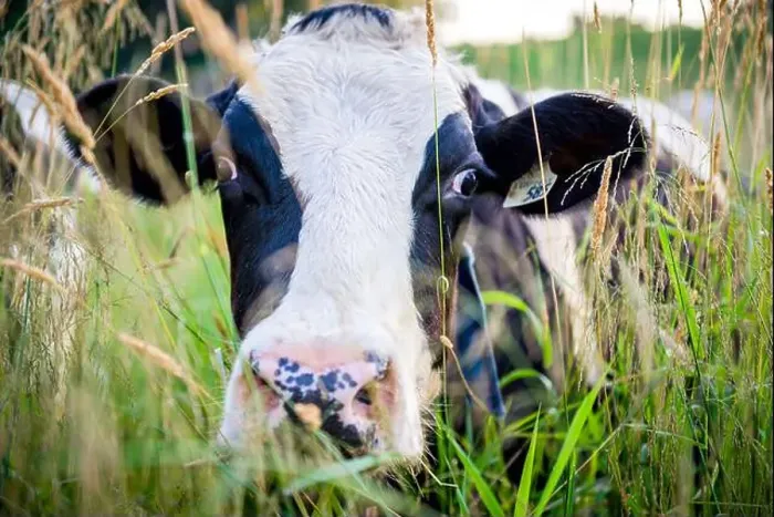 Framed Print : Photography of a dairy cow up close in tall grassy field Framed Print : Photography of a dairy cow up close in tall grassy field