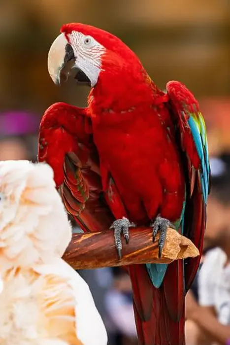 Framed Print : Photography of a exotic bird in South Florida USA Framed Print : Photography of a exotic bird in South Florida USA