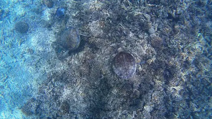Framed Print : Photography of fish, turtle and corals in Oman near Muscat during spring sunny day Framed Print : Photography of fish, turtle and corals in Oman near Muscat during spring sunny day