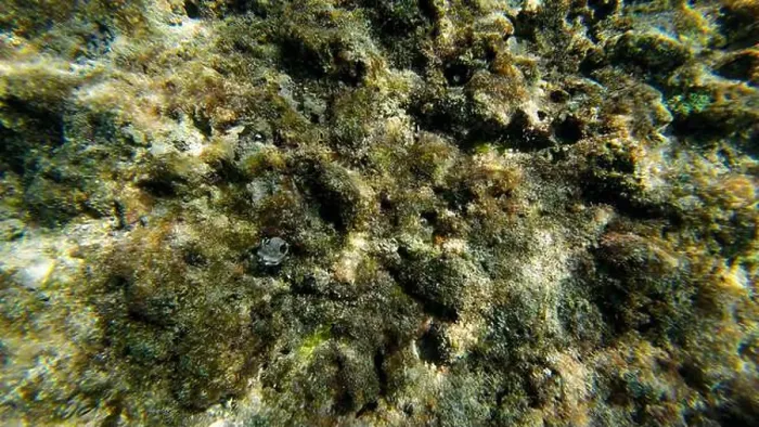 Framed Print : Photography of small crab and corals in Oman near Muscat during spring sunny day Framed Print : Photography of small crab and corals in Oman near Muscat during spring sunny day
