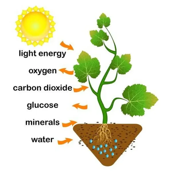 Photosynthesis Diagram Print - Plant Oxygen Production. Art Prints, Posters  & Puzzles from Alamy