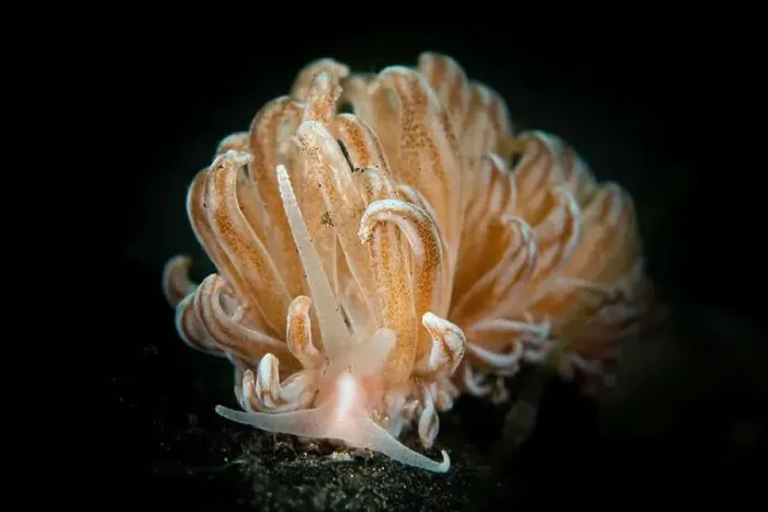 Framed Print : Phyllodesmium rudmani nudibranch, Lembeh Strait, North Sulawesi Framed Print : Phyllodesmium rudmani nudibranch, Lembeh Strait, North Sulawesi