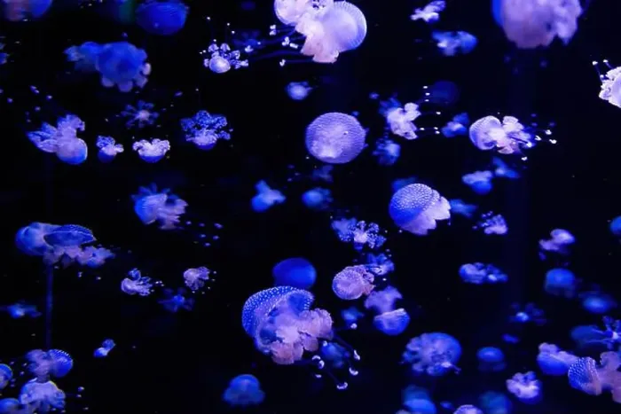 Framed Print : Phyllorhiza punctata is a species of jellyfish