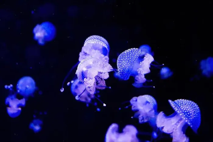 Framed Print : Phyllorhiza punctata is a species of jellyfish Framed Print : Phyllorhiza punctata is a species of jellyfish