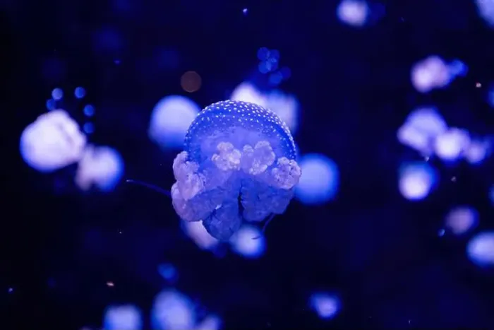 Framed Print : Phyllorhiza punctata is a species of jellyfish Framed Print : Phyllorhiza punctata is a species of jellyfish