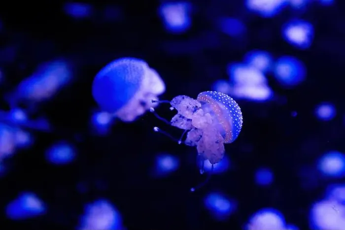 Framed Print : Phyllorhiza punctata is a species of jellyfish Framed Print : Phyllorhiza punctata is a species of jellyfish