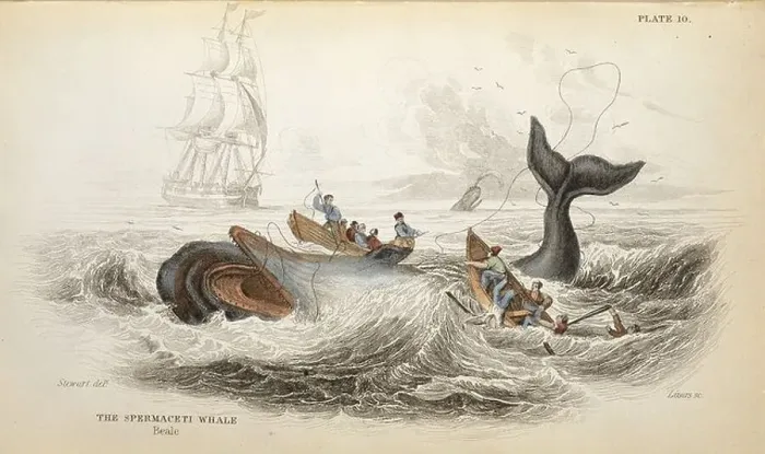 Framed Print : Physeter catodon, sperm whale Framed Print : Physeter catodon, sperm whale