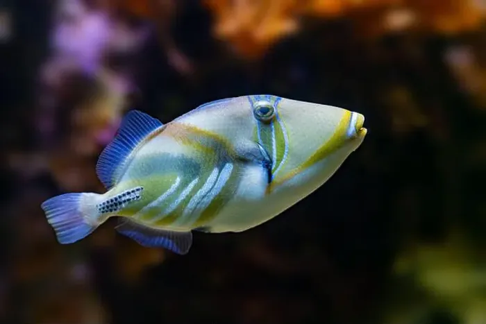 Framed Print : Picasso Triggerfish (Rhinecanthus assasi) Red Sea Framed Print : Picasso Triggerfish (Rhinecanthus assasi) Red Sea