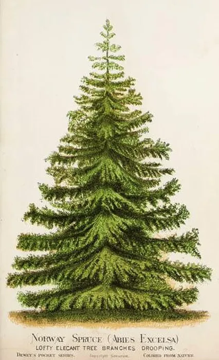 Framed Print : Picea abies, the Norway spruce [Here as Abies Excelsa] or European spruce
