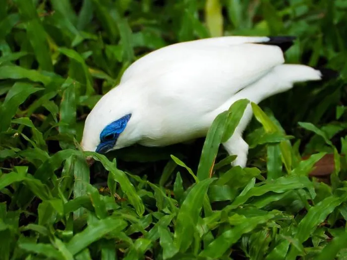 Framed Print : Picture of white bird that called Jalak Bali (Bali myna (Leucopsar rothschildi)) in Indoneaia Framed Print : Picture of white bird that called Jalak Bali (Bali myna (Leucopsar rothschildi)) in Indoneaia