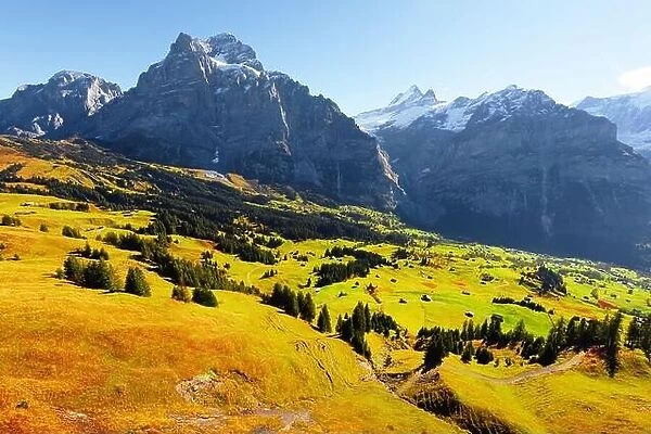 Picturesque autumn landscape with green meadow and blue snowy mountains in Grindelwald village in Swiss Alps