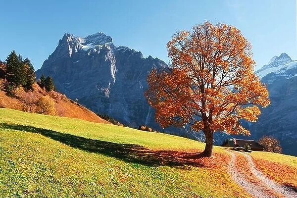 Picturesque autumn landscape with orange tree, green meadow and blue mountains in Grindelwald village in Swiss Alps