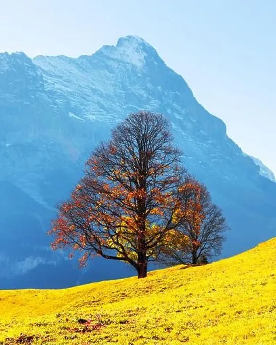 Framed Print : Picturesque autumn landscape with orange tree, green meadow and blue mountains in Grindelwald village in Swiss Alps Framed Print : Picturesque autumn landscape with orange tree, green meadow and blue mountains in Grindelwald village in Swiss Alps