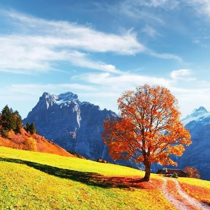 Framed Print : Picturesque autumn landscape with orange tree, green meadow and blue mountains in Grindelwald village in Swiss Alps Framed Print : Picturesque autumn landscape with orange tree, green meadow and blue mountains in Grindelwald village in Swiss Alps