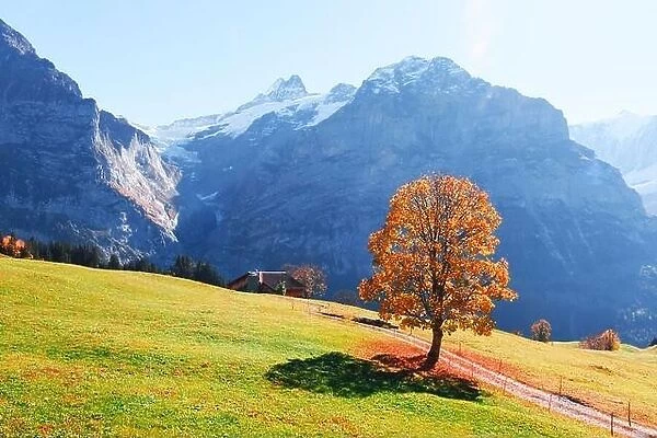 Picturesque autumn landscape with orange tree and green meadow in Grindelwald village in Swiss Alps