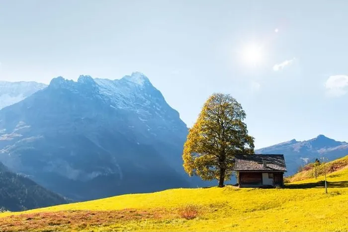 Framed Print : Picturesque autumn landscape with orange tree and green meadow in Grindelwald village in Swiss Alps Framed Print : Picturesque autumn landscape with orange tree and green meadow in Grindelwald village in Swiss Alps