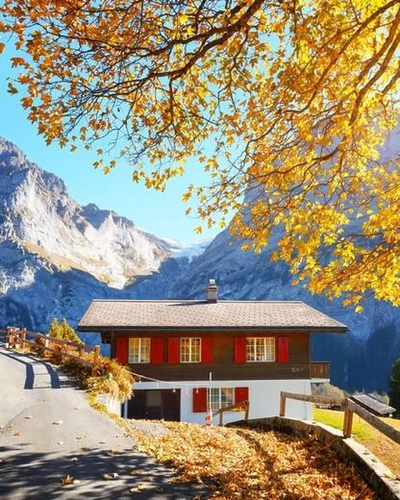 Framed Print : Picturesque autumn landscape in Switzerland mountains. Traditional wooden house and yellow leaves in Grindelwald village, Swiss Alps Framed Print : Picturesque autumn landscape in Switzerland mountains. Traditional wooden house and yellow leaves in Grindelwald village, Swiss Alps