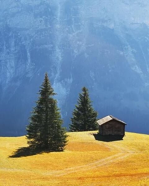 Picturesque autumn landscape with wooden cabin on green meadow and firtrees in Grindelwald village in Swiss Alps