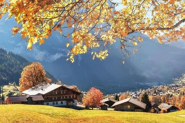 Picturesque autumn landscape with yellow leaves and wooden houses in Grindelwald village in Swiss Alps