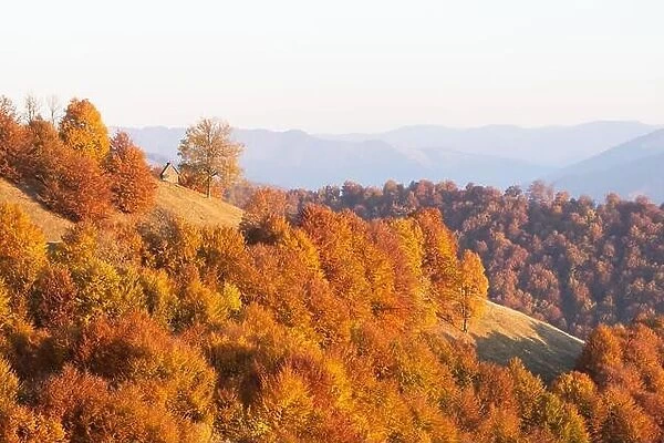 Picturesque autumn mountains with old wooden cabin and orange beech forest. Landscape photography