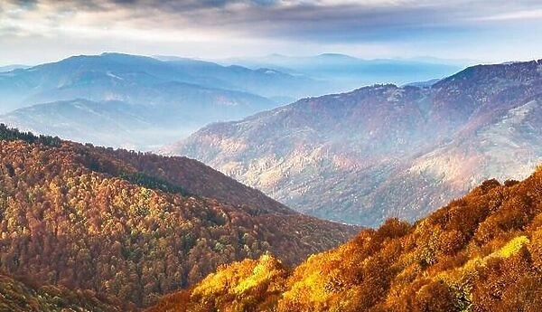 Picturesque autumn mountains ranges with red beech forest and sunset sky rays. Landscape photography