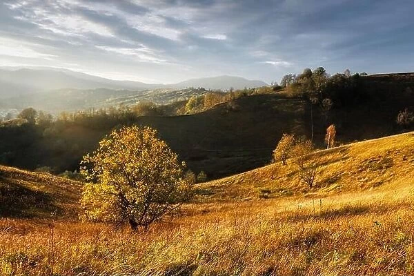 Picturesque autumn mountains with yellow grass and orange trees in the Carpathian mountains, Ukraine. Landscape photography