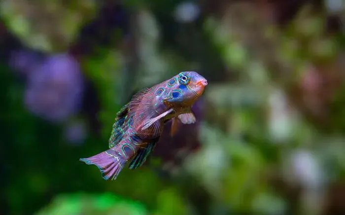 Framed Print : picturesque dragonet (Synchiropus picturatus) Framed Print : picturesque dragonet (Synchiropus picturatus)