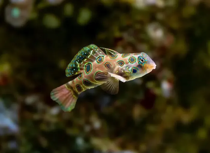 Framed Print : picturesque dragonet (Synchiropus picturatus) Framed Print : picturesque dragonet (Synchiropus picturatus)