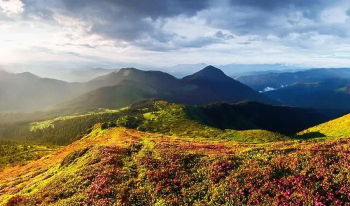 Framed Print : Picturesque landscape with magic pink rhododendron flowers blooming in spring mountains during sunrise. Panoramic orientation Framed Print : Picturesque landscape with magic pink rhododendron flowers blooming in spring mountains during sunrise. Panoramic orientation