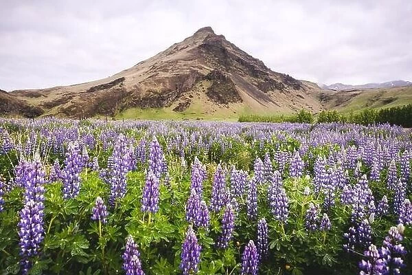 Picturesque landscape with mountain and lupine flowers field, Iceland, Europe