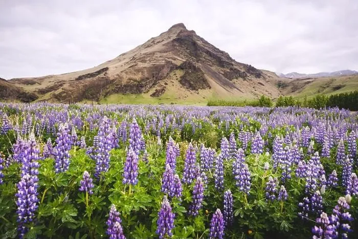 Framed Print : Picturesque landscape with mountain and lupine flowers field, Iceland, Europe Framed Print : Picturesque landscape with mountain and lupine flowers field, Iceland, Europe