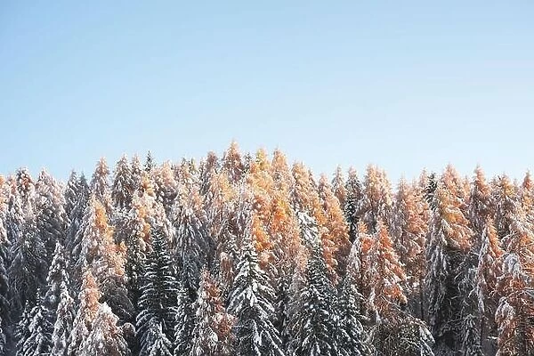 Picturesque landscape with orange larches covered by first snow and clear blue sky