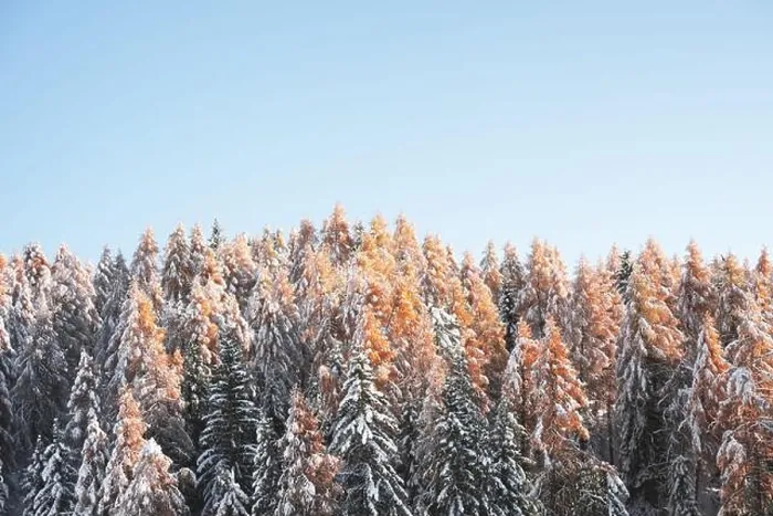 Framed Print : Picturesque landscape with orange larches covered by first snow and clear blue sky Framed Print : Picturesque landscape with orange larches covered by first snow and clear blue sky
