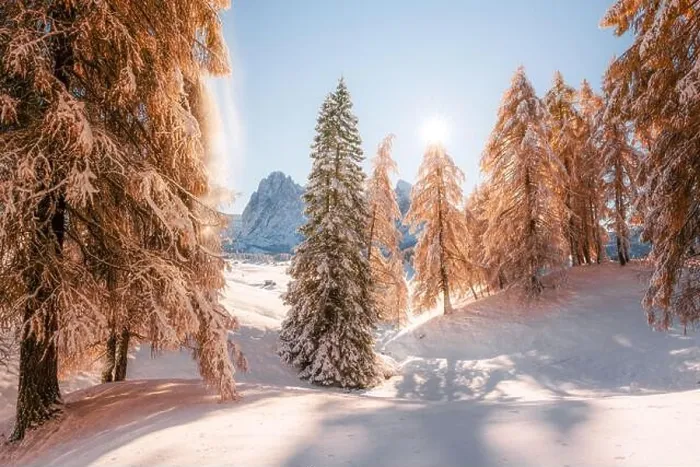 Framed Print : Picturesque landscape with orange larches covered by first snow on meadow Alpe di Siusi, Seiser Alm, Dolomites, Italy Framed Print : Picturesque landscape with orange larches covered by first snow on meadow Alpe di Siusi, Seiser Alm, Dolomites, Italy
