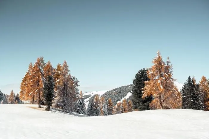 Framed Print : Picturesque landscape with orange larches covered by first snow on meadow Alpe di Siusi, Seiser Alm, Dolomites, Italy Framed Print : Picturesque landscape with orange larches covered by first snow on meadow Alpe di Siusi, Seiser Alm, Dolomites, Italy