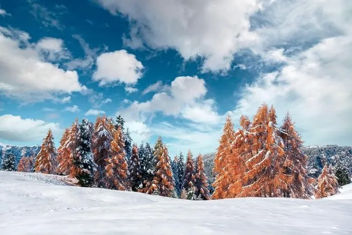 Framed Print : Picturesque landscape with orange larches covered by first snow on meadow Alpe di Siusi, Seiser Alm, Dolomites, Italy Framed Print : Picturesque landscape with orange larches covered by first snow on meadow Alpe di Siusi, Seiser Alm, Dolomites, Italy