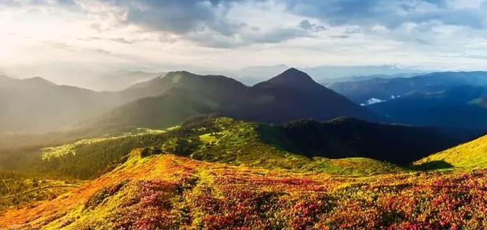 Framed Print : Picturesque panoramical landscape with magic pink rhododendron flowers blooming in spring mountains and blue sky with clouds Framed Print : Picturesque panoramical landscape with magic pink rhododendron flowers blooming in spring mountains and blue sky with clouds