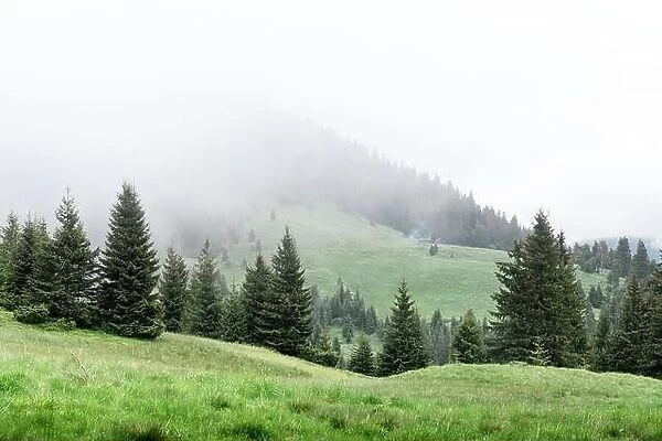 Picturesque spring meadow with foogy forest in the Carpathian mountains, Ukraine. Landscape photography