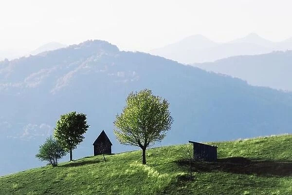 Picturesque summer meadow with wooden house and green beech trees in the Carpathian mountains, Ukraine. Landscape photography
