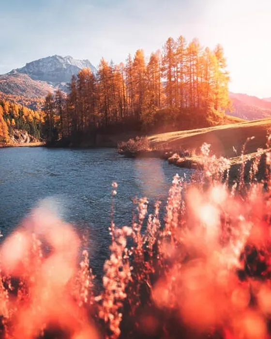 Framed Print : Picturesque view on autumn lake Silvaplana in Swiss Alps. Colorful forest with orange larch and snowy mountains on background. Switzerland Framed Print : Picturesque view on autumn lake Silvaplana in Swiss Alps. Colorful forest with orange larch and snowy mountains on background. Switzerland
