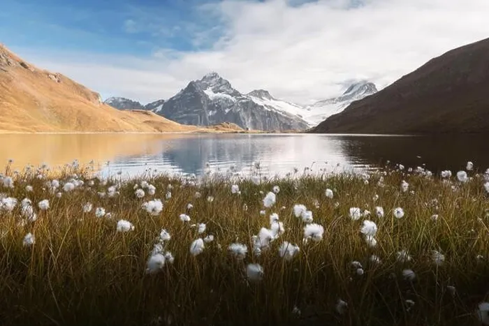 Framed Print : Picturesque view on Bachalpsee lake in Swiss Alps mountains. White flowers blooming on a foreground. Grindelwald valley, Switzerland Framed Print : Picturesque view on Bachalpsee lake in Swiss Alps mountains. White flowers blooming on a foreground. Grindelwald valley, Switzerland