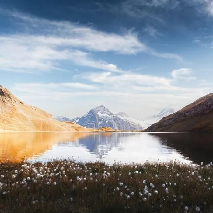 Framed Print : Picturesque view on Bachalpsee lake in Swiss Alps mountains. White flowers blooming on a foreground. Grindelwald valley, Switzerland Framed Print : Picturesque view on Bachalpsee lake in Swiss Alps mountains. White flowers blooming on a foreground. Grindelwald valley, Switzerland