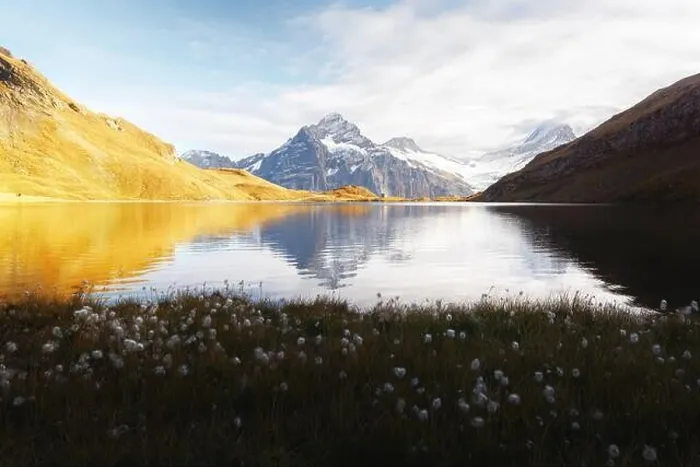 Framed Print : Picturesque view on Bachalpsee lake in Swiss Alps mountains. White flowers blooming on a foreground. Grindelwald valley, Switzerland Framed Print : Picturesque view on Bachalpsee lake in Swiss Alps mountains. White flowers blooming on a foreground. Grindelwald valley, Switzerland