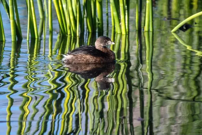 Framed Print : Pied-billed Grebe (Podilymbus podiceps) Framed Print : Pied-billed Grebe (Podilymbus podiceps)