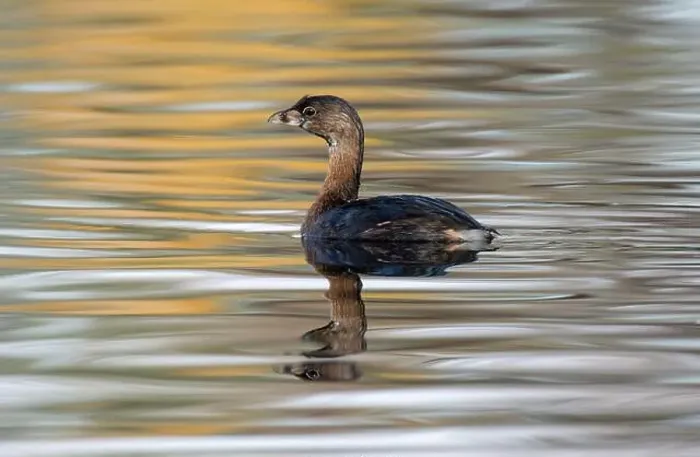 Framed Print : Pied-billed Grebe (Podilymbus podiceps) Framed Print : Pied-billed Grebe (Podilymbus podiceps)
